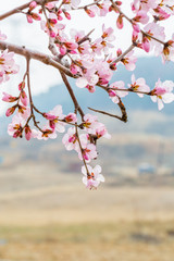 Flowering red mountain peach，Amygdalus davidiana (Carrière) de Vos ex Henry var. davidiana f....