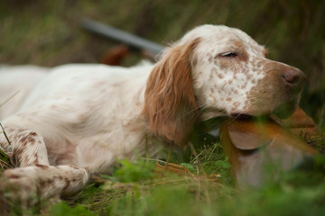 Hunting dog. Pointing dog. Hound. Woodcock hunting. English setter. Short rest on hunting.