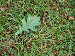 Green leaves