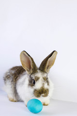 Lively little cute rabbit on a white background.