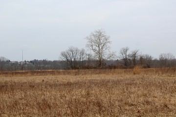 The brown and yellow tall grass field in the countryside.