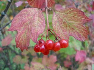 Berries and leaves of viburnum in autumn.