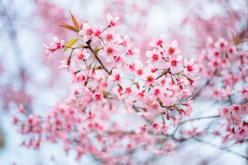 Close up pink flower ,sakura japan