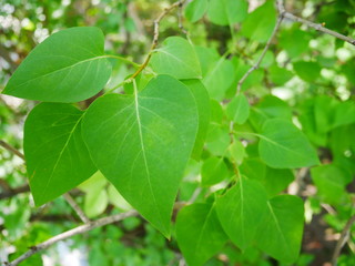 Obraz premium Green leaves