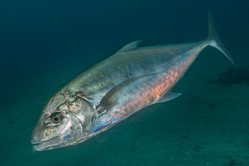 Fish swim in the Red Sea, colorful fish, Eilat Israel
