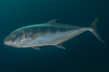Fish swim in the Red Sea, colorful fish, Eilat Israel