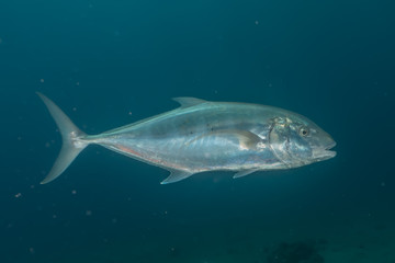 Fototapeta premium Fish swim in the Red Sea, colorful fish, Eilat Israel