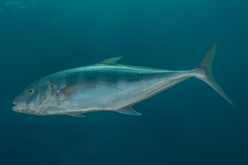 Obraz premium Fish swim in the Red Sea, colorful fish, Eilat Israel