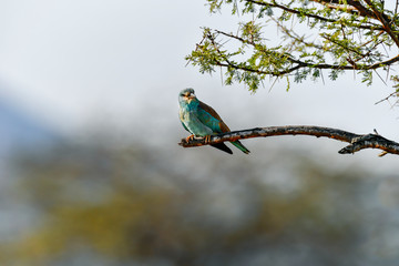 birds