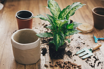 Repotting plant concept. Dieffenbachia plant in soil with gardening stylish tools, ground ,drainage...