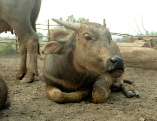 Fototapeta premium Buffalo in Thailand Thai buffalo in rural villages
