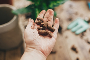 Repotting plant concept. Dirty hand holding drainage  at empty new pot and gardening stylish tools, ground, green plant  on wooden floor. Preparing for repotting dumbcane into new modern pot.