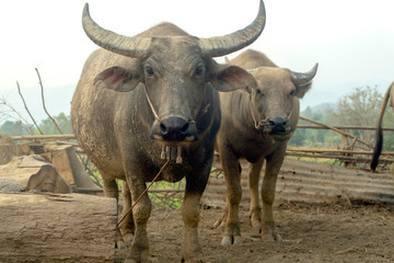  Buffalo in Thailand Thai buffalo in rural villages