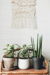 Stylish green plants in pots on wooden vintage stand on background of white rustic wall with...
