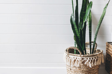 Stylish green plant sansevieria in straw pot on background of white rustic wall, copy space. Modern...