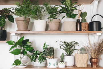Stylish wooden shelves with green plants and black watering can. Modern hipster room decor. Cactus, pothos, asparagus, calathea, peperomia,dieffenbachia, dracaena, ivy, palm in pots on shelf