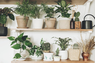 Stylish green plants and black watering can on  wooden shelves. Modern hipster room decor. Cactus,...