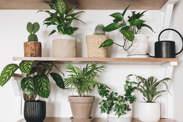 Stylish wooden shelves with green plants and black watering can. Modern hipster room decor. Cactus, dieffenbachia, epipremnum, calathea,dracaena,ivy, palm in pots on shelf