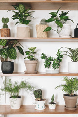 Stylish wooden shelves with green plants and black watering can. Modern hipster room decor. Cactus,...