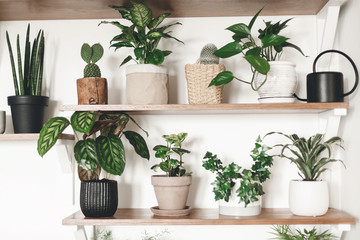 Stylish green plants and black watering can on wooden shelves. Modern hipster room decor. Cactus, dieffenbachia, epipremnum, calathea,dracaena,ivy, peperomia,sansevieria in pots on shelf
