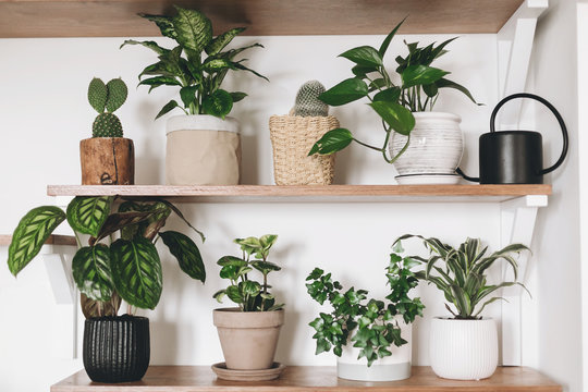 Stylish green plants and black watering can on wooden shelves. Modern hipster room decor. Cactus, dieffenbachia, epipremnum, calathea,dracaena,ivy, peperomia in pots on shelf