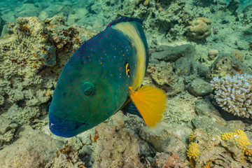 Fish swim in the Red Sea, colorful fish, Eilat Israel