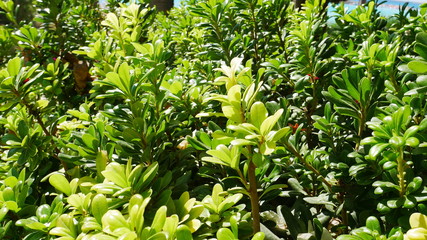 Obraz premium Green leaves