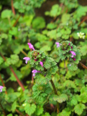 草むらの中の仏の座