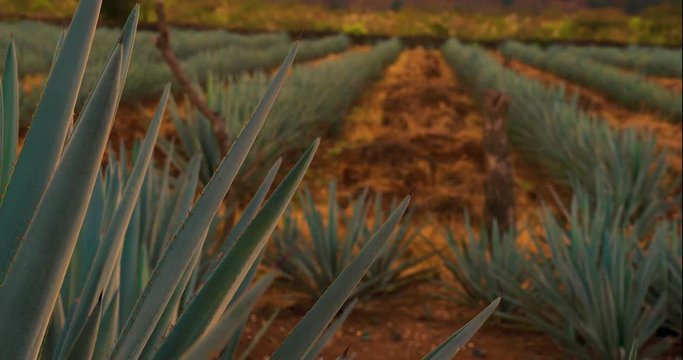 Agave plantation field. Agave is used to produce tequila