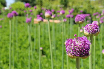 In a park closed to Angers (France)