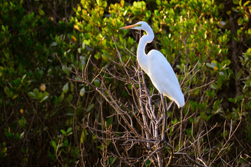 Great white Egret