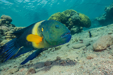 Fish swim in the Red Sea, colorful fish, Eilat Israel