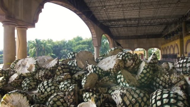 Agave plant buds at a tequila distillery in Guadalajara, Mexico.