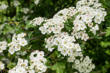 Hawthorn white springtime flowers