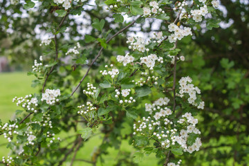 Hawthorn shrub blooming in springtime