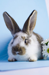 Lively little cute rabbit on a blue background.