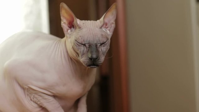 Sphinx cat gray color sitting on a chair with a sleepy look.