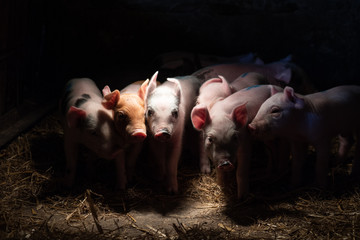 Newborn baby pigs in the straw nest