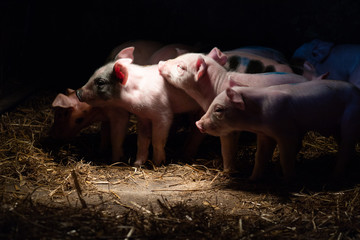 Newborn baby pigs in the straw nest