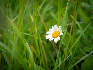 Daisy wheel flower in green grass