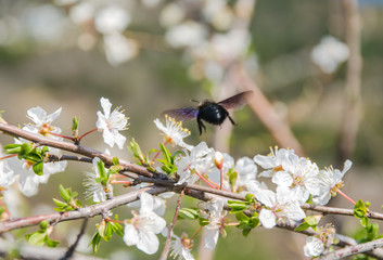 cherry blossom with bee