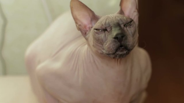 Sphinx cat gray color sitting on a chair with a sleepy look.