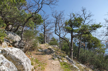 pathway in mountain