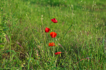 Poppies in the field