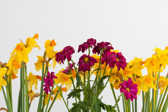 withered flowers of chrysanthemums and daffodils on a white background