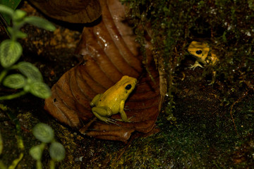 Golden poison frog (Phyllobates terribilis).