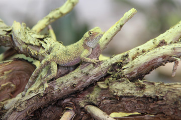 Lizard