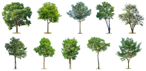 The collection of trees isolated on white background. Beautiful and robust trees are growing in the forest, garden or park.