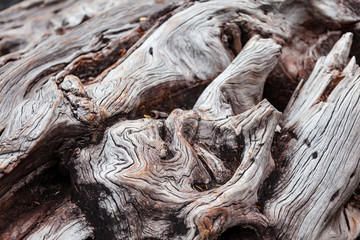 Dry rotting trunk texture