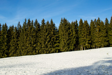 schnee-himmel-tannen